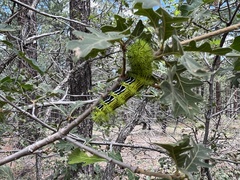 Automeris zephyria