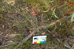 Daviesia brevifolia