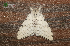 Lymantria marginalis