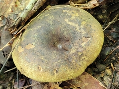 Lactarius atroviridis