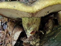 Lactarius atroviridis