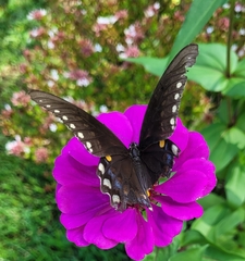 Papilio troilus