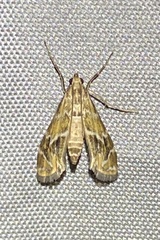 Petrophila avernalis