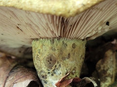 Lactarius atroviridis