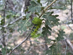 Automeris zephyria