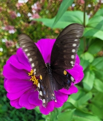 Papilio troilus