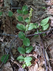 Veronica officinalis