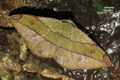 Hypochrosis hyadaria