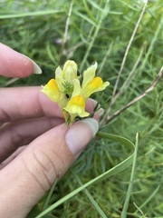 Linaria