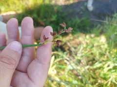 Schoenoplectus tabernaemontani