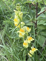 Linaria vulgaris