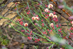 Daviesia brevifolia