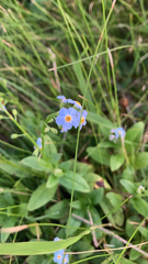Myosotis scorpioides