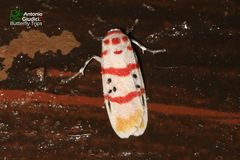 Cyana bellissima