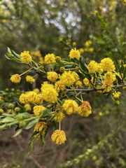Acacia paradoxa