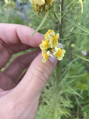 Linaria
