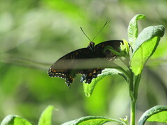 Limenitis arthemis