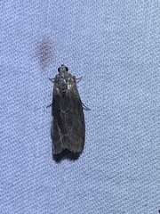 Sciota subcaesiella
