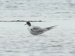 Sterna hirundo