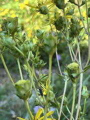 Silphium