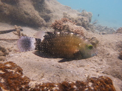 Cheilinus chlorourus