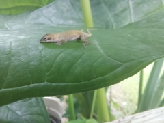 Anolis carolinensis