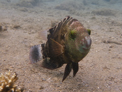 Cheilinus chlorourus