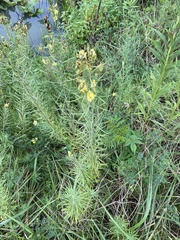 Linaria