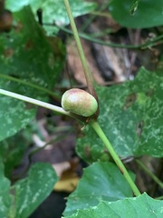 Ampelomyia vitispomum