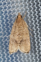 Psilocorsis cryptolechiella