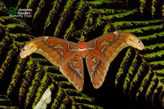 Attacus atlas