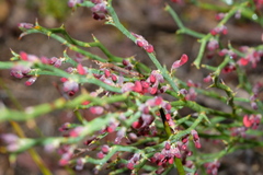 Daviesia brevifolia