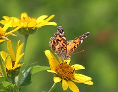 Vanessa virginiensis