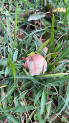 Leucoagaricus americanus
