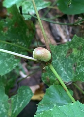 Ampelomyia vitispomum