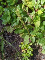 Orthilia secunda