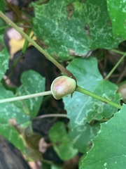 Ampelomyia vitispomum