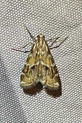 Petrophila avernalis
