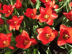 Tulipa