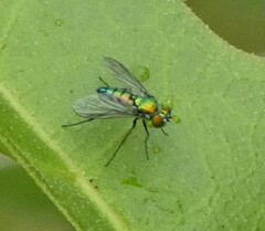 Condylostylus longicornis