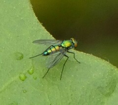 Condylostylus longicornis