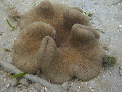 Stichodactyla haddoni