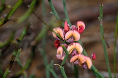 Daviesia brevifolia