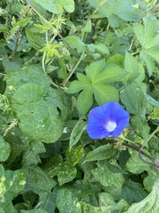 Ipomoea hederacea
