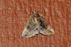 Hypena