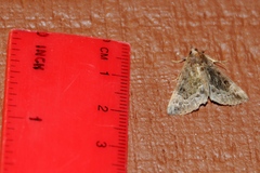 Hypena