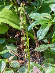 Orthilia secunda