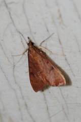 Uresiphita reversalis