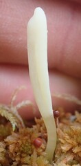 Clavaria