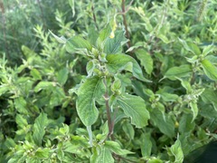 Achyranthes japonica